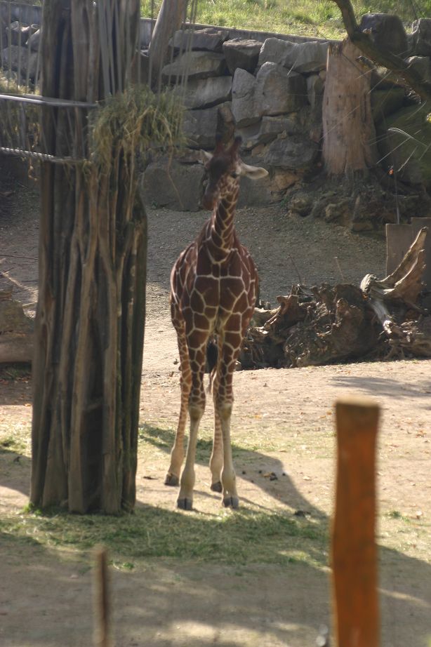 2011040701544123_k-Zoo & Jana 006.jpg